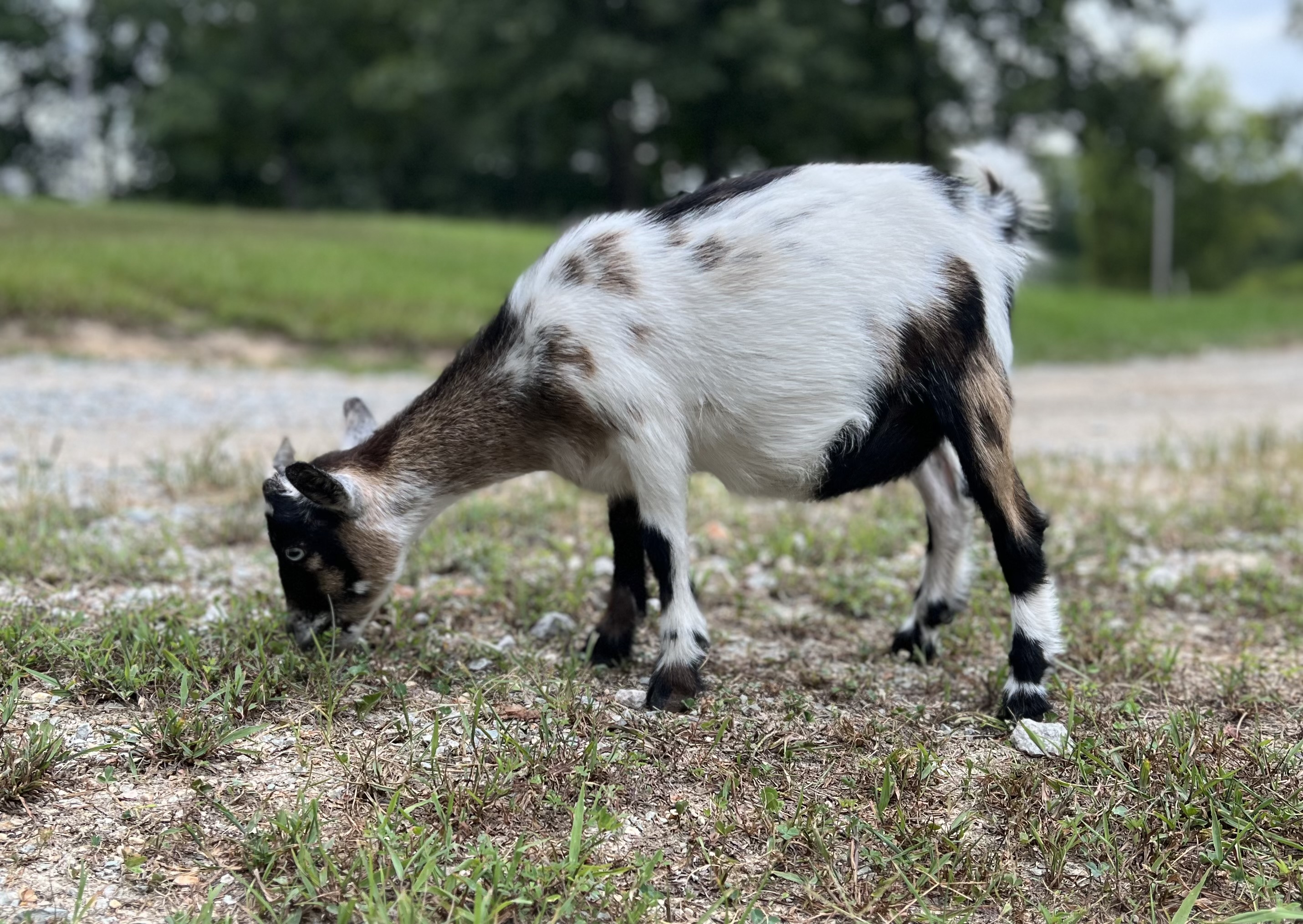Goat grazing in the pasture