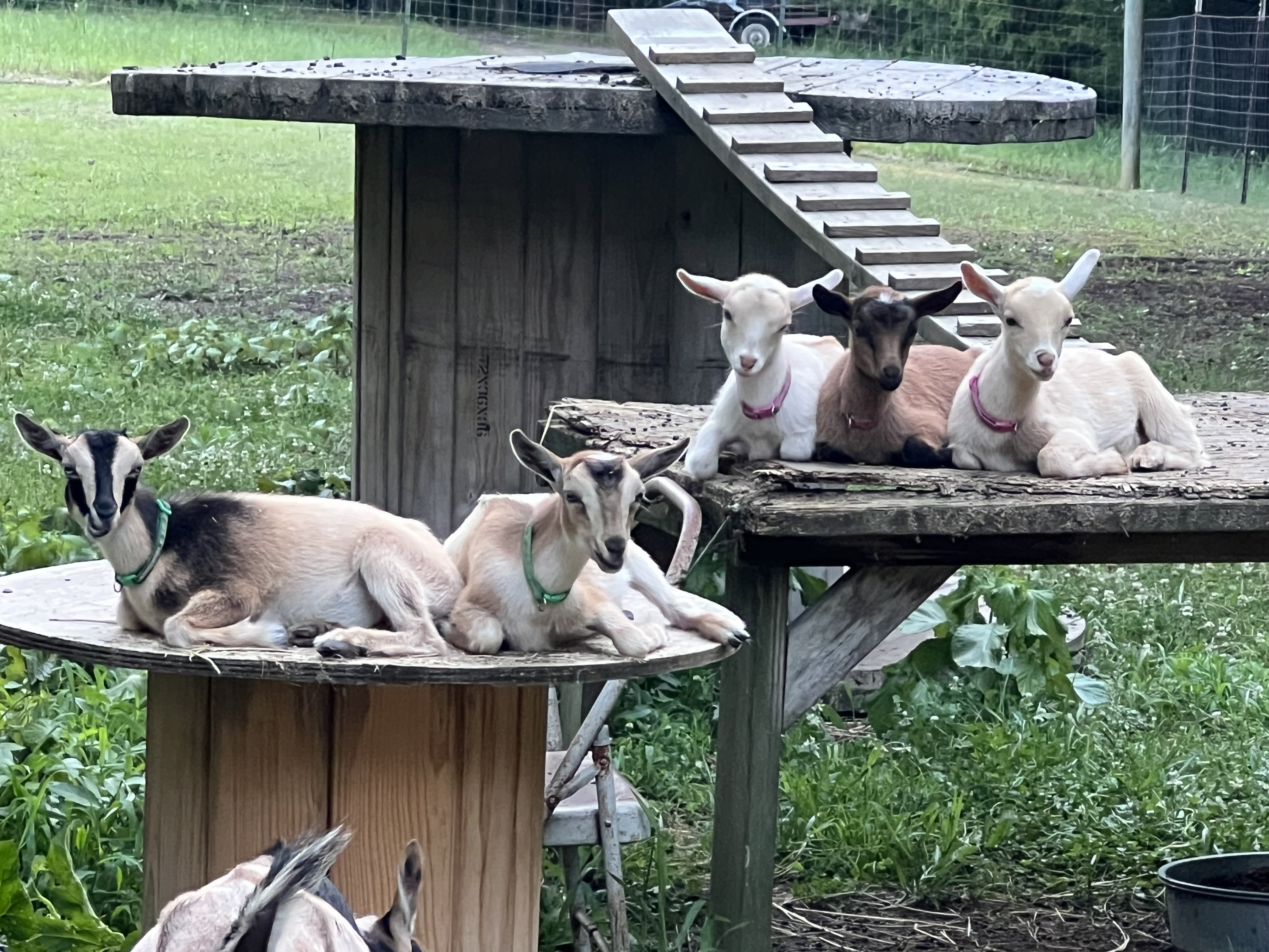 Goats out in a green pasture